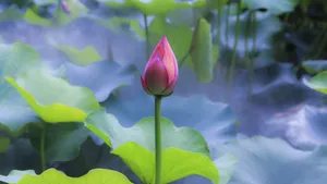 出淤泥而不染的荷花图片_4