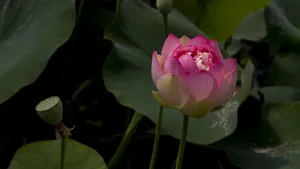 出淤泥而不染的荷花图片_5