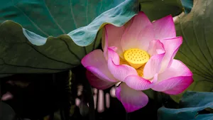 出淤泥而不染的荷花图片_9