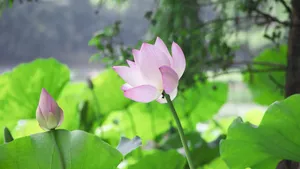 出淤泥而不染的荷花图片_10