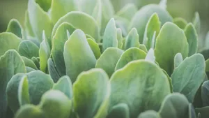 植物绿叶嫩芽图片_4
