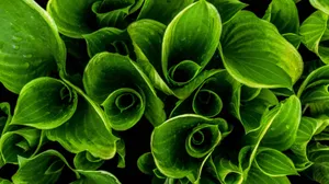 植物绿叶嫩芽图片_5