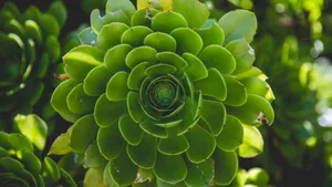 植物绿叶嫩芽图片_6