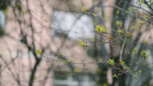 植物绿叶嫩芽图片_7