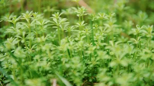 植物绿叶嫩芽图片_8