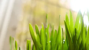 植物绿叶嫩芽图片_9