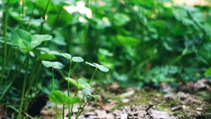 植物绿叶嫩芽图片_10