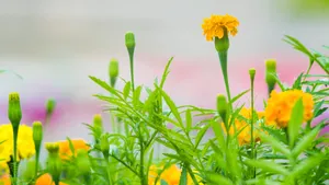 好看的鲜花图片大全_2