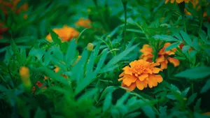 好看的鲜花图片大全_3
