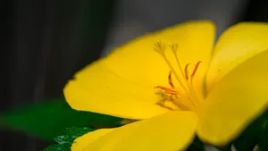 好看的鲜花图片大全_8