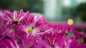 好看的鲜花图片大全_9