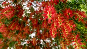 好看的鲜花图片大全_10