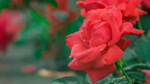 好看的鲜花图片大全_12