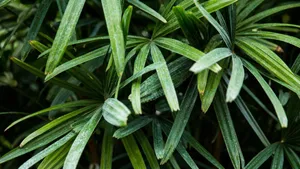 绿色的植物绿叶图片_2