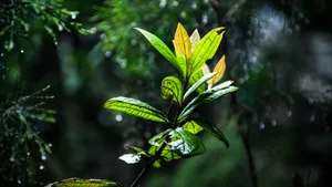 绿色的植物绿叶图片_3