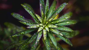 绿色的植物绿叶图片_4