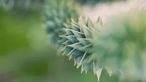 绿色的植物绿叶图片_8