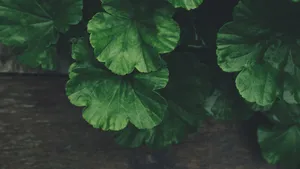 绿色的植物绿叶图片_9
