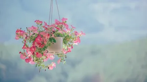 清新淡雅的花儿_2