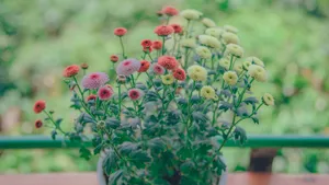 清新淡雅的花儿_3