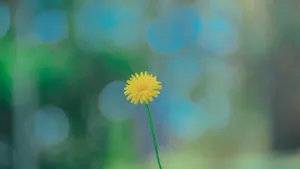 清新淡雅的花儿_5