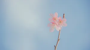 清新淡雅的花儿_6