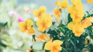 清新淡雅的花儿_7