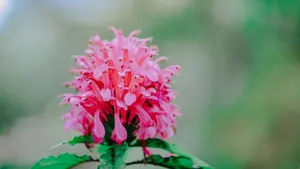 清新淡雅的花儿_9