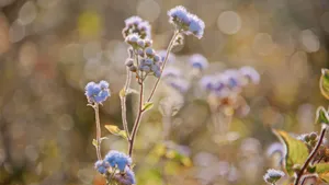 清新淡雅的花儿_10