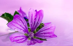 娇艳的锦葵花图片_3