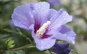 娇艳的锦葵花图片_8