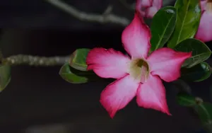 红色的夹竹桃图片_5