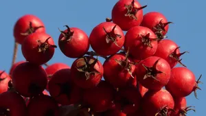 酸酸甜甜的山楂图片_11