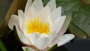 睡莲图片_5