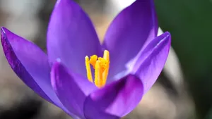 紫色的藏红花图片_10