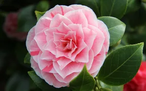 观赏茶花图片