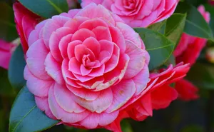观赏茶花图片_4
