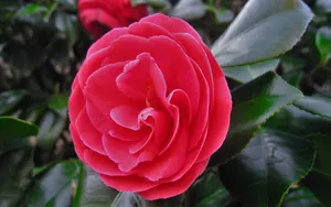 观赏茶花图片_5