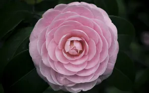 观赏茶花图片_6