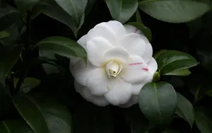 观赏茶花图片_7
