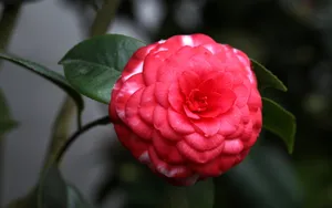 观赏茶花图片_8