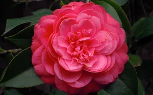 观赏茶花图片_10