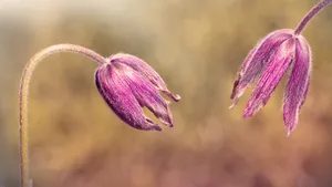 白头翁花图片_3