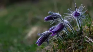 白头翁花图片_7