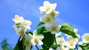 茉莉花图片,茉莉花花语_2