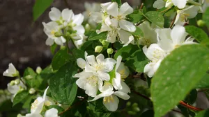 茉莉花图片,茉莉花花语_3
