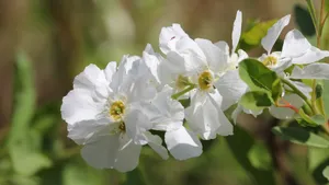 茉莉花图片,茉莉花花语_4