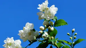 茉莉花图片,茉莉花花语_5