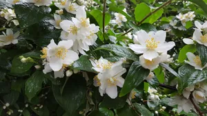 茉莉花图片,茉莉花花语_6