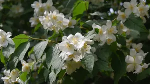 茉莉花图片,茉莉花花语_7
